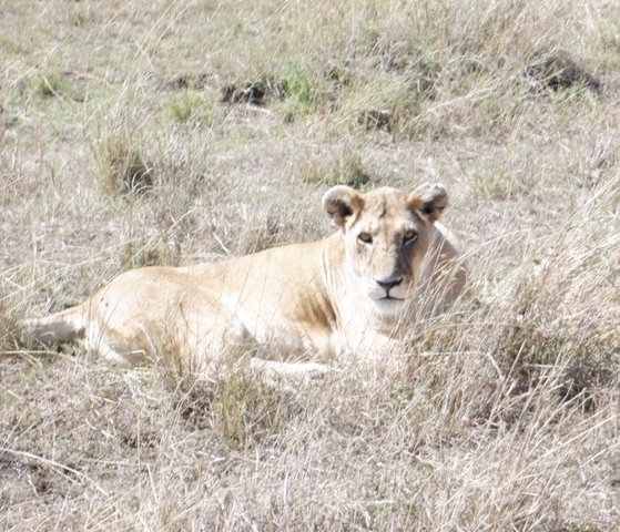 Klantbeoordelingsfoto van Wildlife-safari in Kenia 