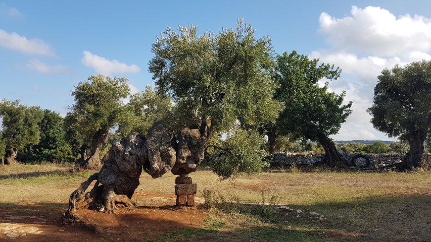 Old olive trees under a blue sky.