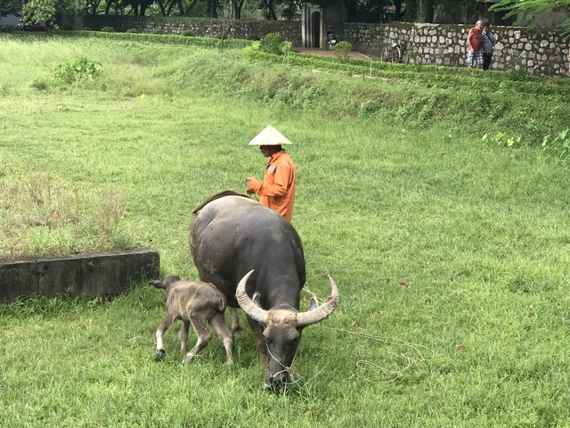       Farmer with a hat tending to a water buffalo and calf in a field.
  