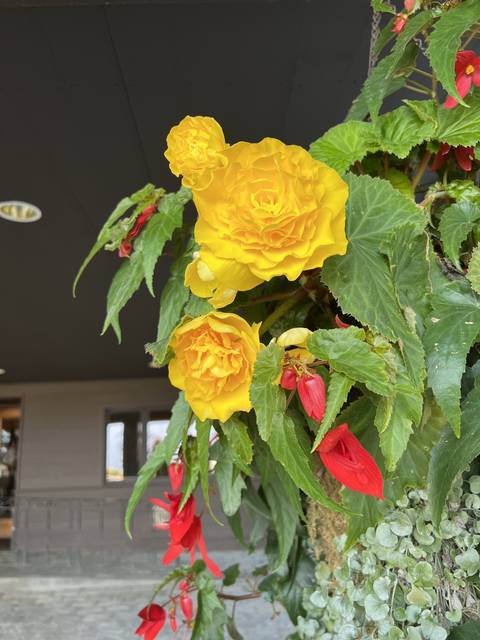       Vibrant yellow and red flowers.
  