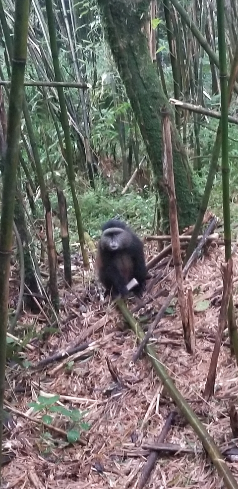       Blurred image of a monkey in a forested area.
  