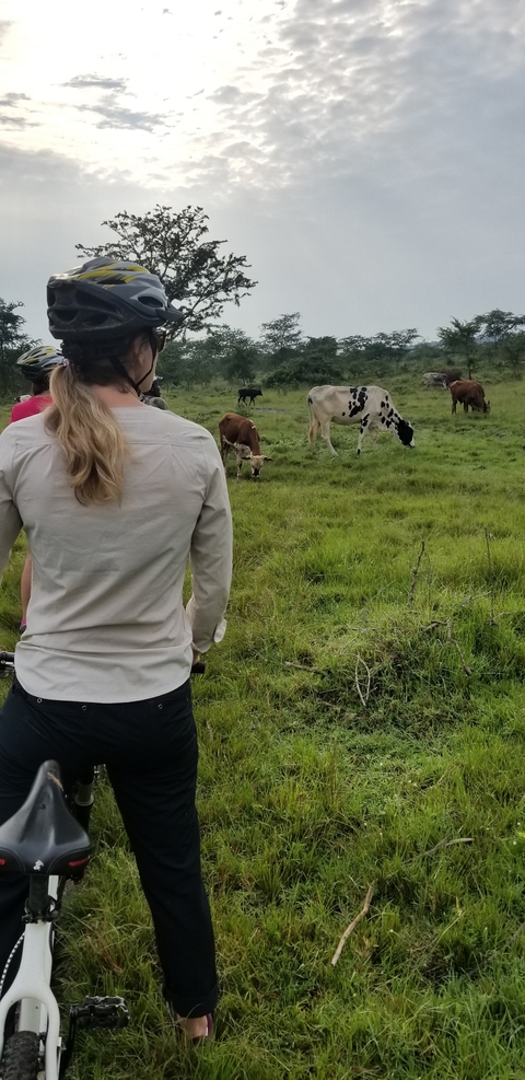       Person observing cows grazing in a green field.
  
