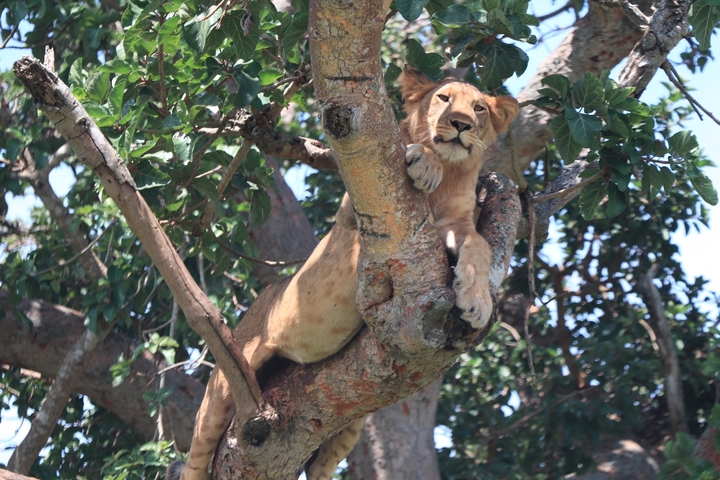       Lion resting on a branch in a tree.
  