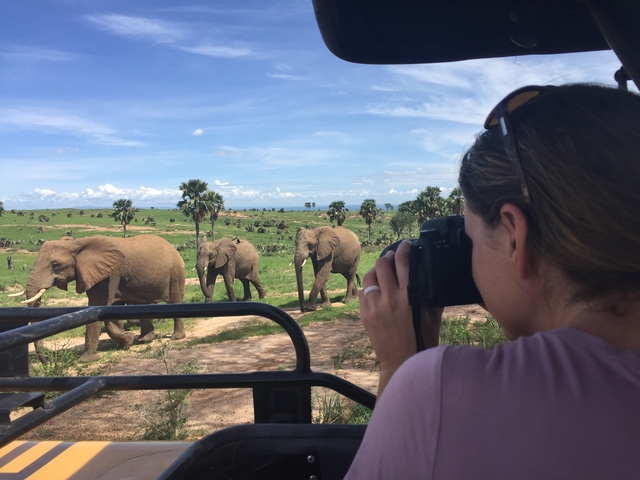       Person photographing elephants in a grassy safari setting.
  