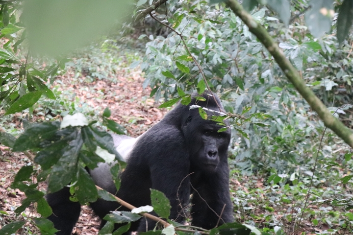       Gorilla in a dense forest environment.
  