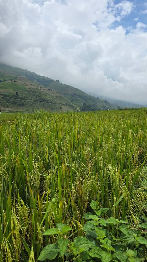       Fields of rice paddies stretching into the distance
  