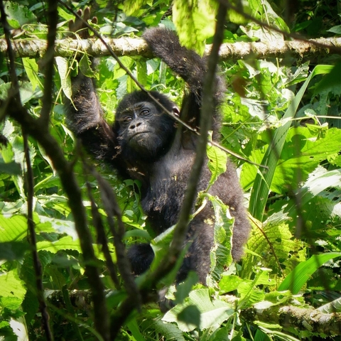       Young gorilla in a tree.
  