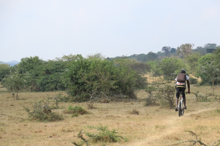       Cyclist on a trail in a savannah landscape.
  