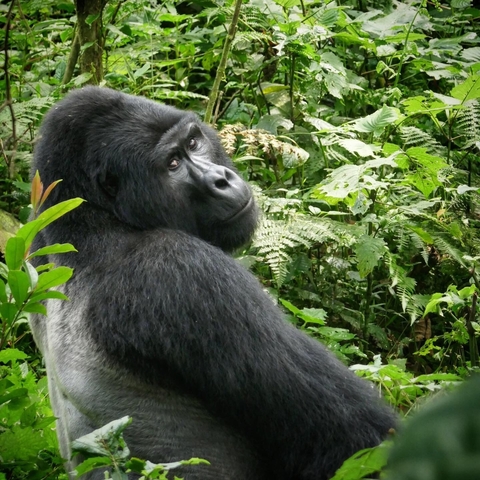       Gorilla in a lush green forest.
  