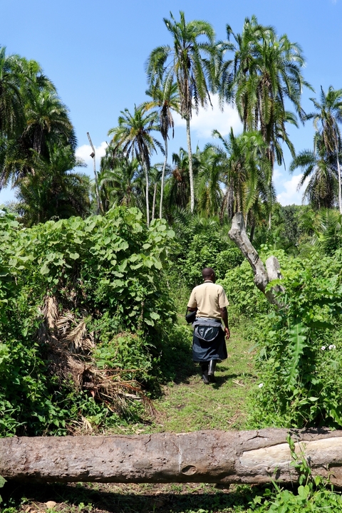      Person walking in a dense green forest.
  