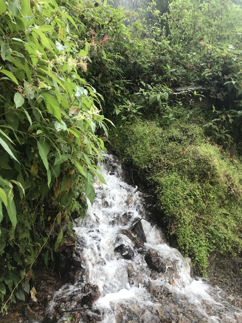 Small waterfall in a green forest.