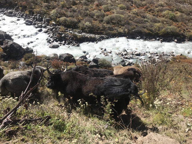 Yaks near a river in a mountainous area.