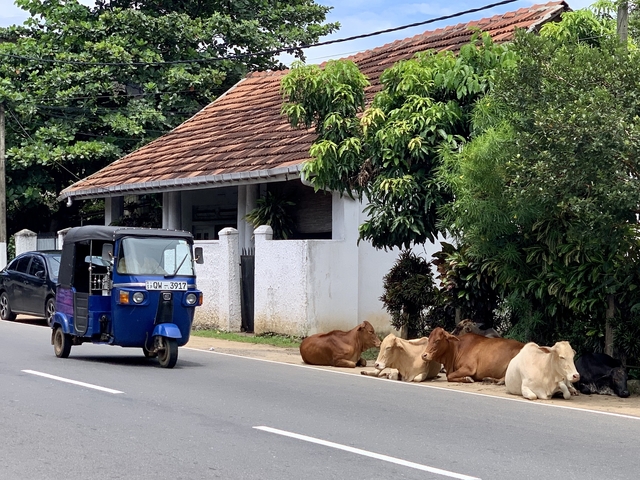 Tuk-tuk passing by cows near a rural road.