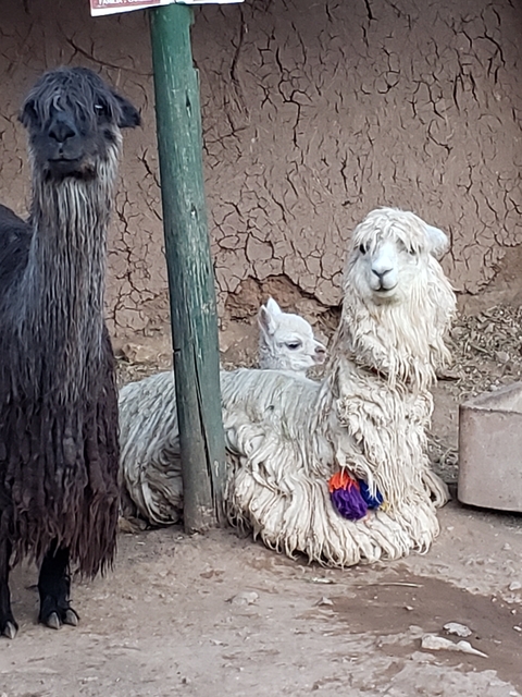 Alpacas in a pen with earthy background.