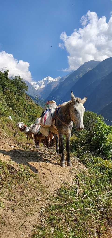 Donkeys carrying loads on a mountain path.