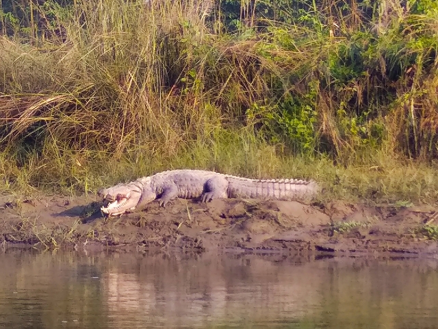 Crocodile resting by a riverbank with grasslands in the background.