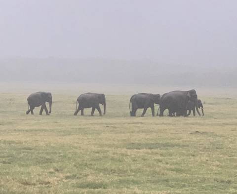       A herd of elephants walking through a foggy grassy field.
  