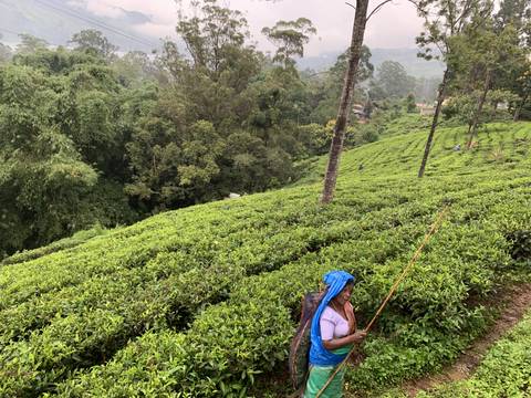       A person working in a lush green tea plantation.
  