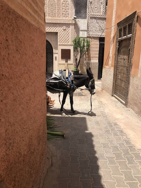       A donkey in an old city setting.
  