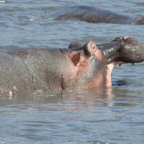 Hippo with its head above water in a lake.