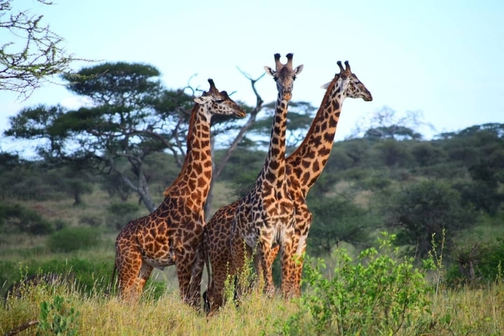 Three giraffes standing in a grassy area with trees.
