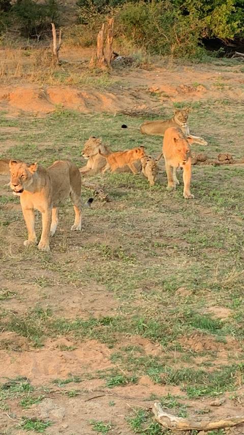 Lions resting on grassland.