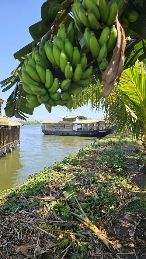       Cluster of bananas with houseboats in the background.
  