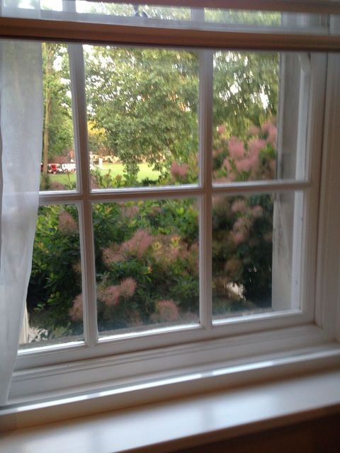 View through a window of trees and greenery.