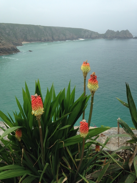 Bright red and yellow flowers with the sea in the background.