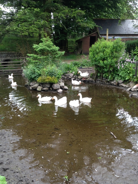 Ducks swimming in a pond surrounded by greenery.