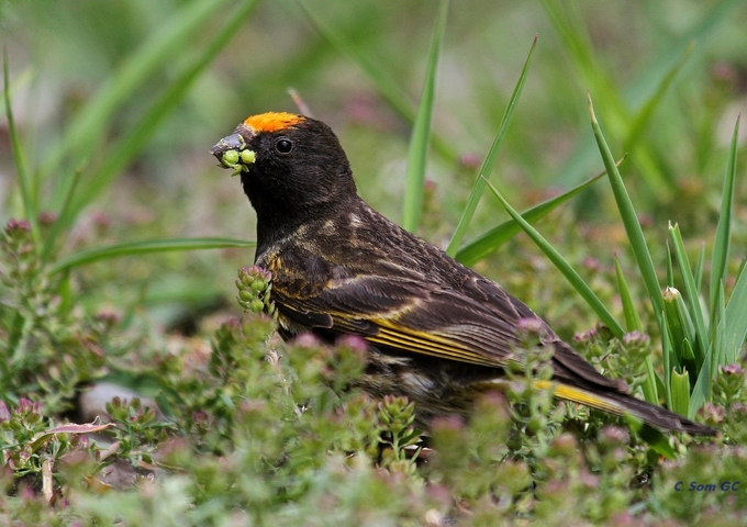       Bird perched on the ground with green background.
  