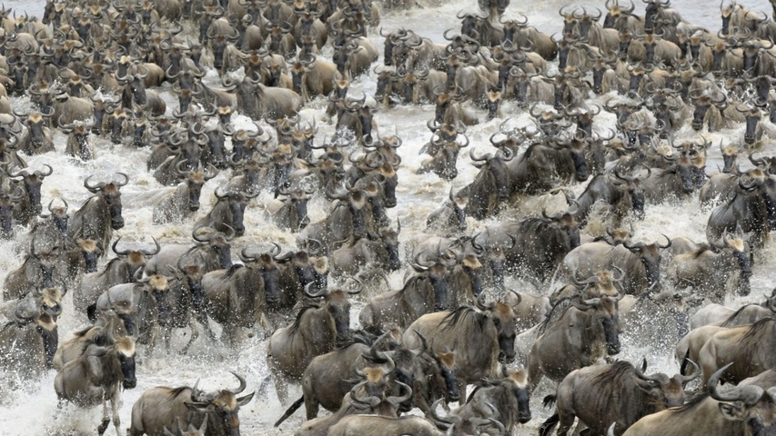 Close-up view of a herd of wildebeest charging through water.