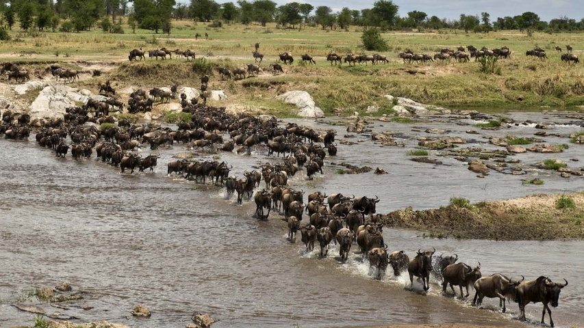 Herd of wildebeest crossing a river in a savannah landscape.