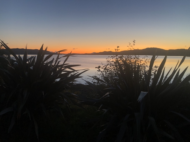       Sunset view over a body of water with plants in silhouette.
  