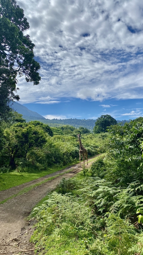       Giraffe standing on a path surrounded by lush green forestry.
  