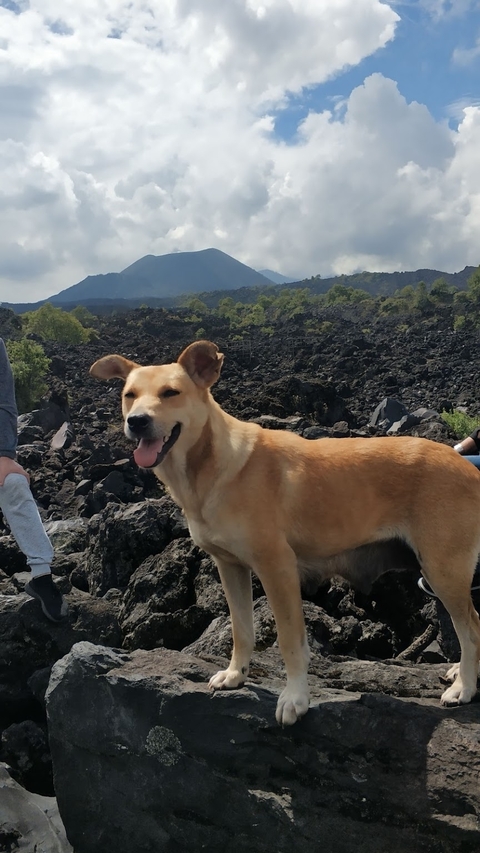       Photo d'avis client sur Circuit dans le Michoacan : Villes magiques, le plus jeune volcan et plus encore 
  