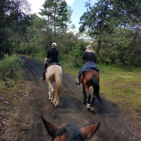       Two people horseback riding on a forest trail
  