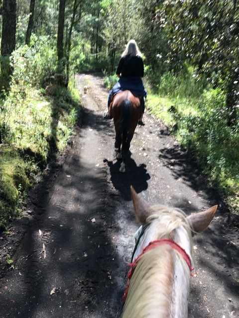       View from horseback riding on a dirt path.
  