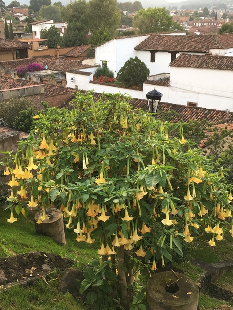       Yellow flowering bush in a garden setting.
  