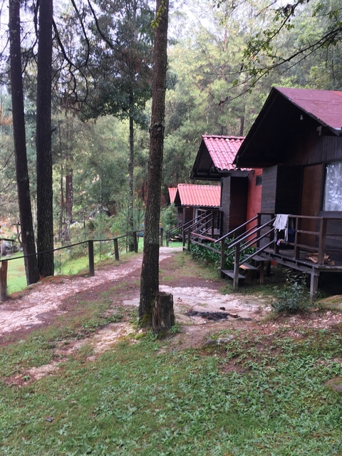       Rustic cabins surrounded by trees
  