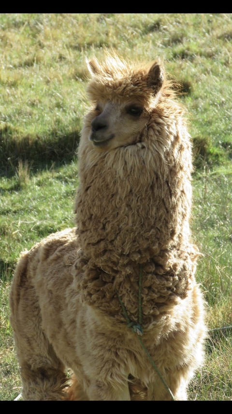 Klantbeoordelingsfoto van Essentieel Peru 