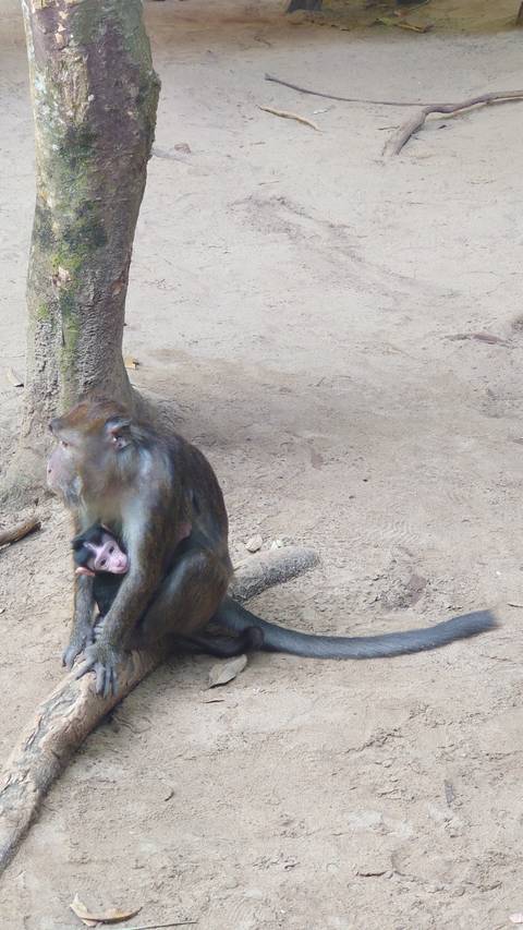       Monkey with a baby clinging underneath.
  