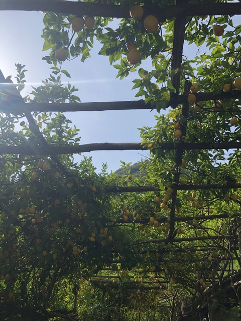Lemon trees under blue sky.