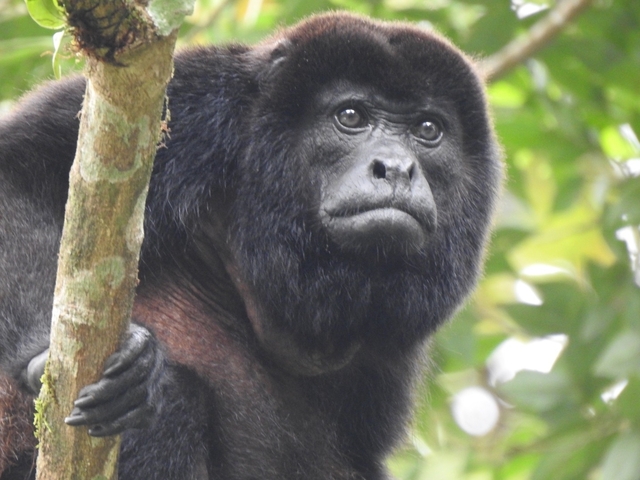 Howler monkey in a tree in a forest setting.