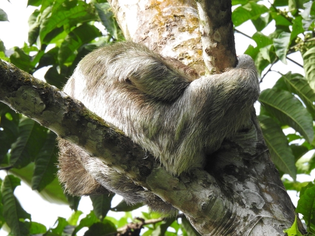 Sloth sleeping curled up on a tree branch.