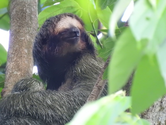 Sloth resting on a tree branch surrounded by leaves.