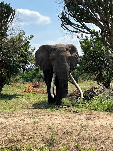 Elephant standing on grass in a safari setting.