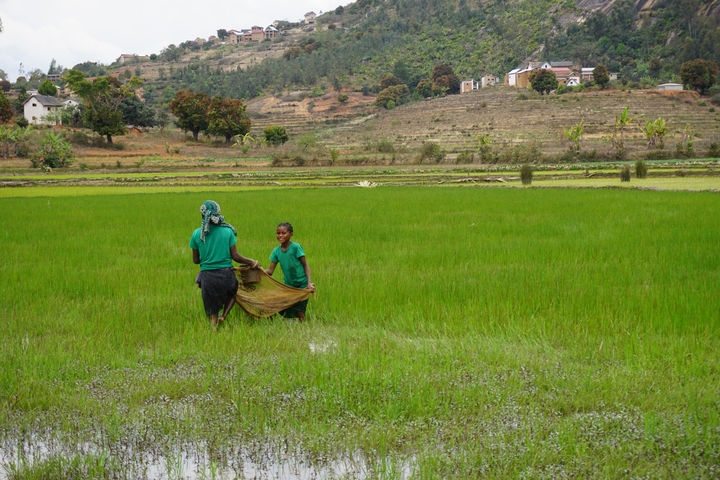       Two people working in a lush green field.
  