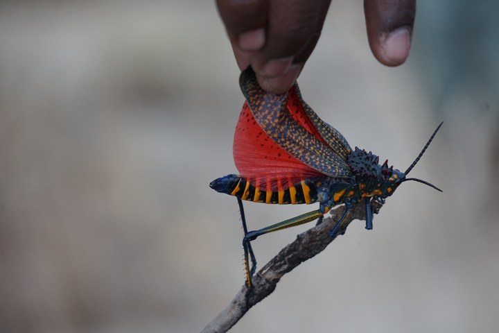       Person holding a brightly colored insect on a twig.
  