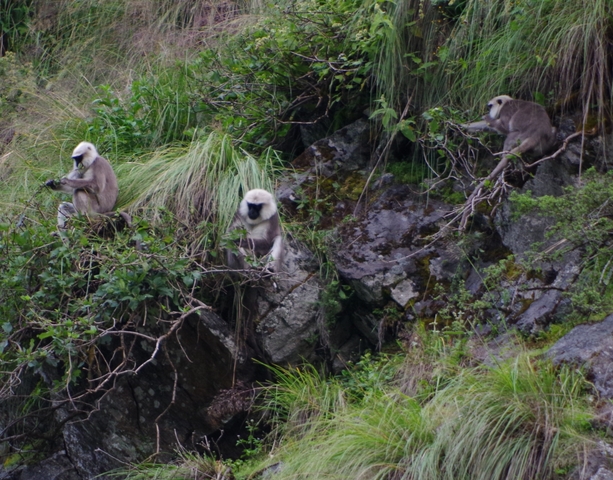 Monkeys sitting on rocks and grassy hills.